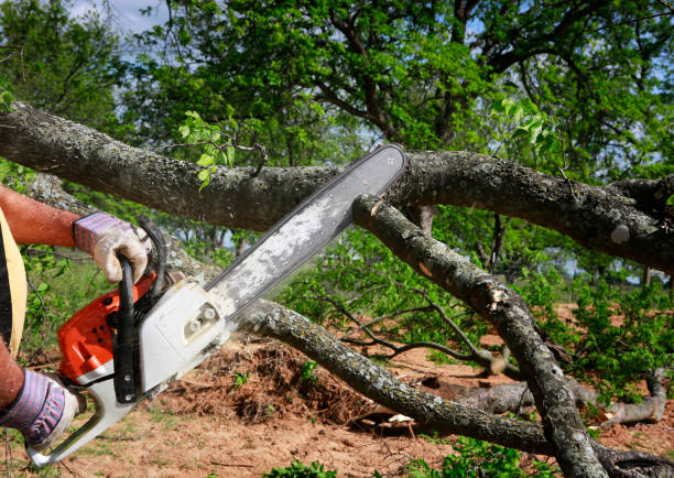 Best Tree Mulching  in Circle D Kc Estates, TX